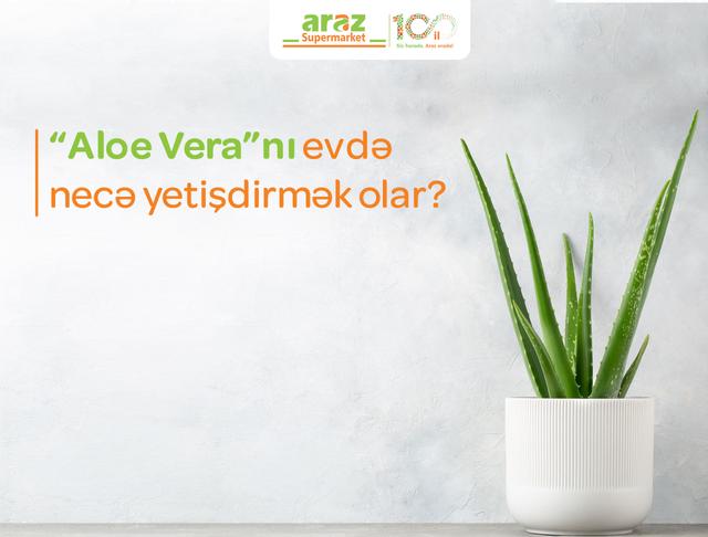 aloe-verani-evde-nece-yetisdirmek-olar-34
