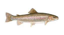 nt-forel-to-1kq-7219